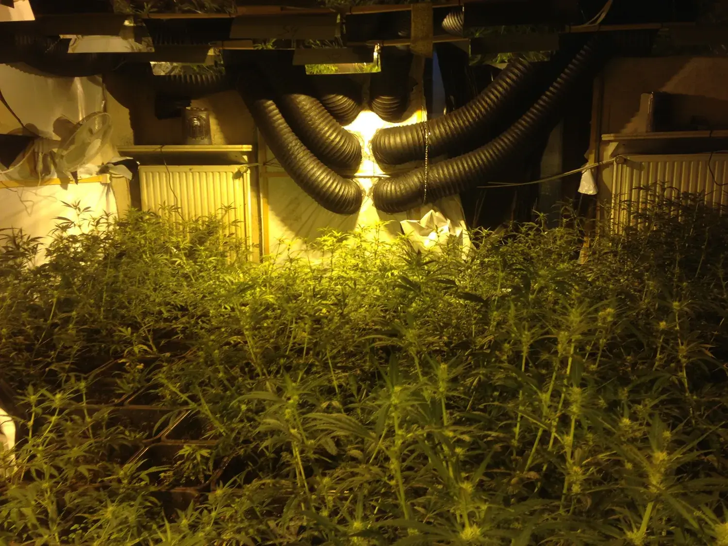 Cannabis plantation dismantling