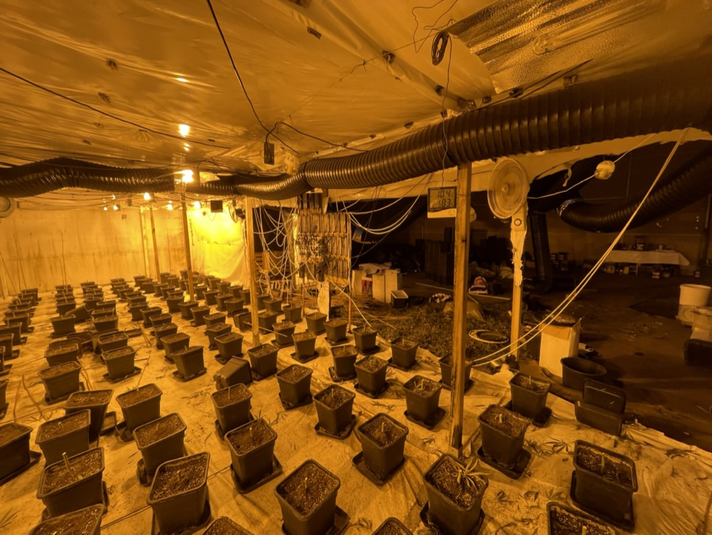 Ontmanteling cannabisplantages